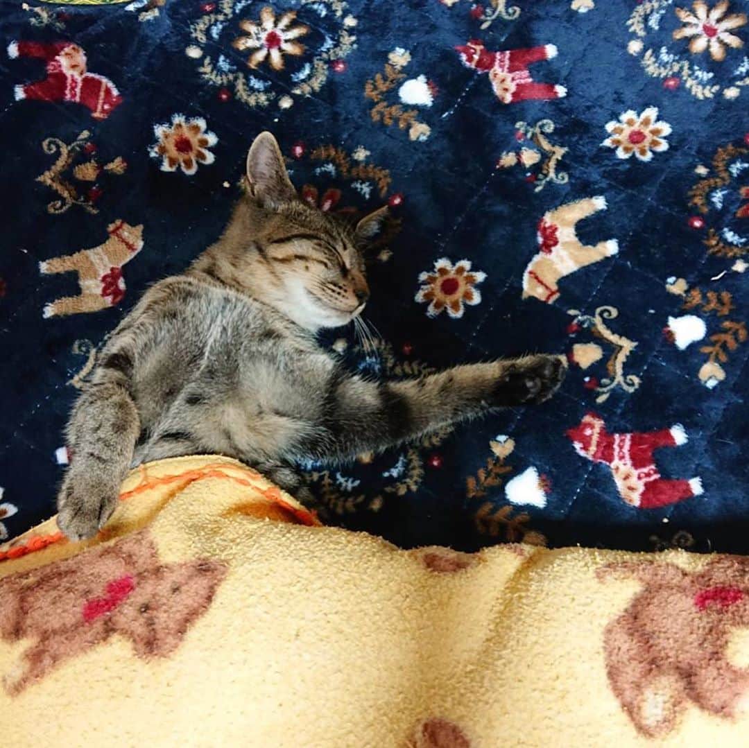 ARAKAWAMEIさんのインスタグラム写真 - (ARAKAWAMEIInstagram)「. . 2020/2/22 猫の日🐾 . うちの子たちが1番可愛い🥺❤️ . #猫の日 #過ぎた #愛猫 #激愛 #癒し #保護猫」2月23日 0時38分 - 25mei25