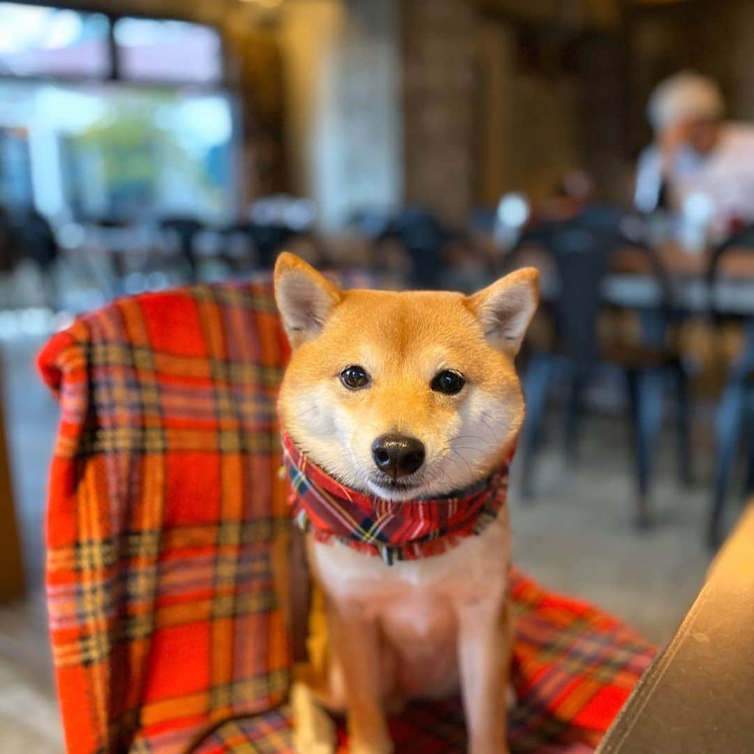 豆柴にこちゃんさんのインスタグラム写真 - (豆柴にこちゃんInstagram)「🐶☕️ 15時半くらいに 遅めの昼ごはんを食べに #komazawaparkcafe  へ。 . 持ってきたブランケットと にこのストールの柄かぶりは 気にしないでください。 . サラダのドレッシングが 私が好きなイルキャンティ系の味だった😍 . パンケーキも食べたかったけど パスタ3口くらいでなぜか おなかいっぱいになってしまい断念。 . 7枚目は、話しかけると 首をかしげる癖を楽しむ飼い主。 . #柴犬#豆柴#pecoいぬ部#犬#わんこ#犬#ここ柴部#shibainu#dog#mameshiba#pecotv#shiba#いぬのきもち部#しばいぬ#しばけん#こいぬ#シバイヌ#いぬ#イヌ#ペット#日本犬#子犬#puppy#pet#시바견#강아지#개#barked#9gag」2月23日 0時36分 - nikochan.mame48