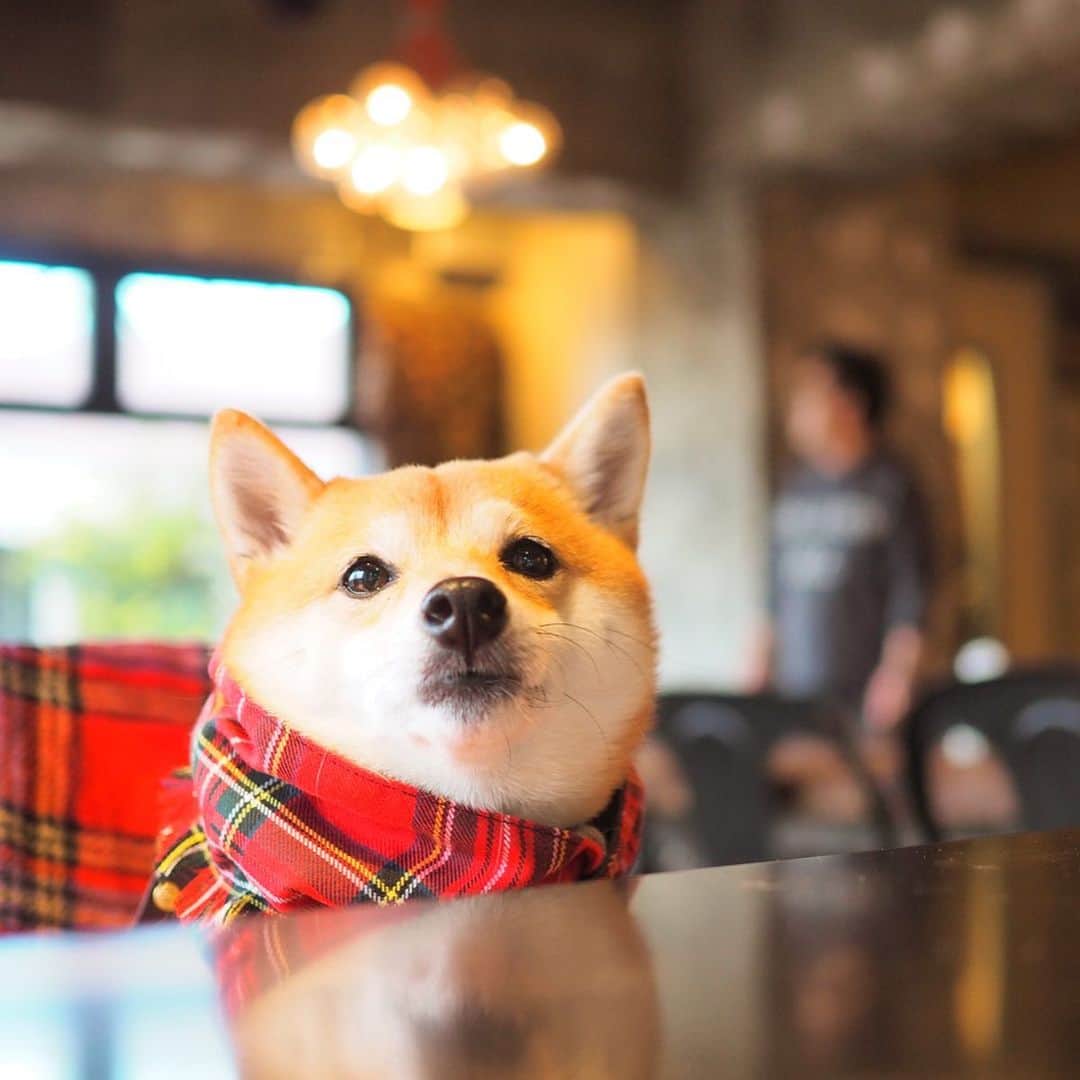 豆柴にこちゃんのグルメインスタ