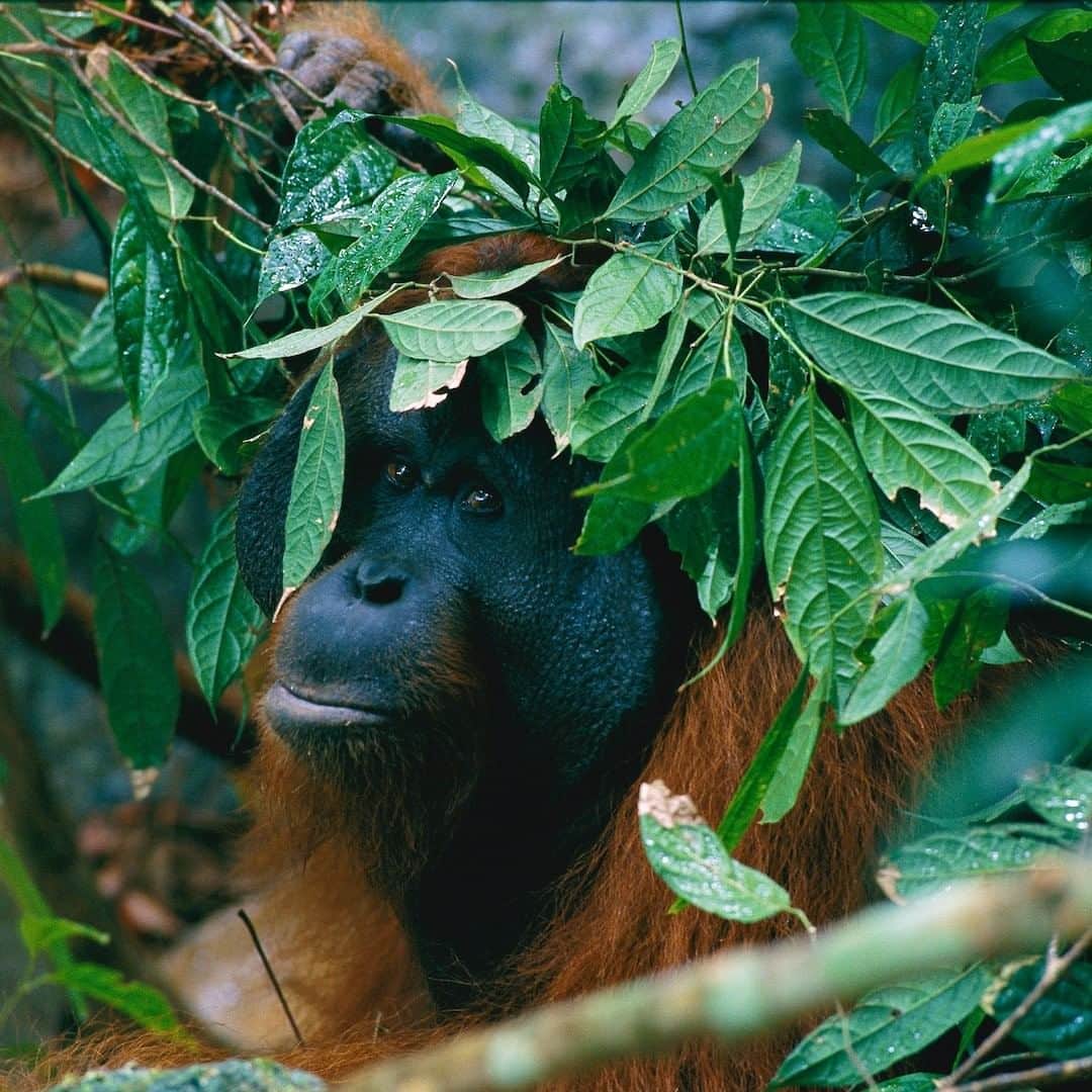 ナショナルジオグラフィックさんのインスタグラム写真 - (ナショナルジオグラフィックInstagram)「Photo by @timlaman | What do orangutans do when it rains? This big male has bent a branch for a little shelter. Sometimes they go much further, as you can see in the umbrella-making video at @savegporangutans, the group my wife, Cheryl Knott, founded over 20 years ago, with support from the National Geographic Society, to protect wild orangutans in Borneo. If you are in the Toronto area, come see us at NatGeo Live Feb 23-25, and learn about the fascinating lives of orangutans and our adventures studying them in the rainforest of Borneo’s #GunungPalungNationalPark.  This image was shot on assignment in 1994, and I’ve been going back ever since. #orangutans #borneo #Indonesia #savewildorangutans」2月23日 0時37分 - natgeo