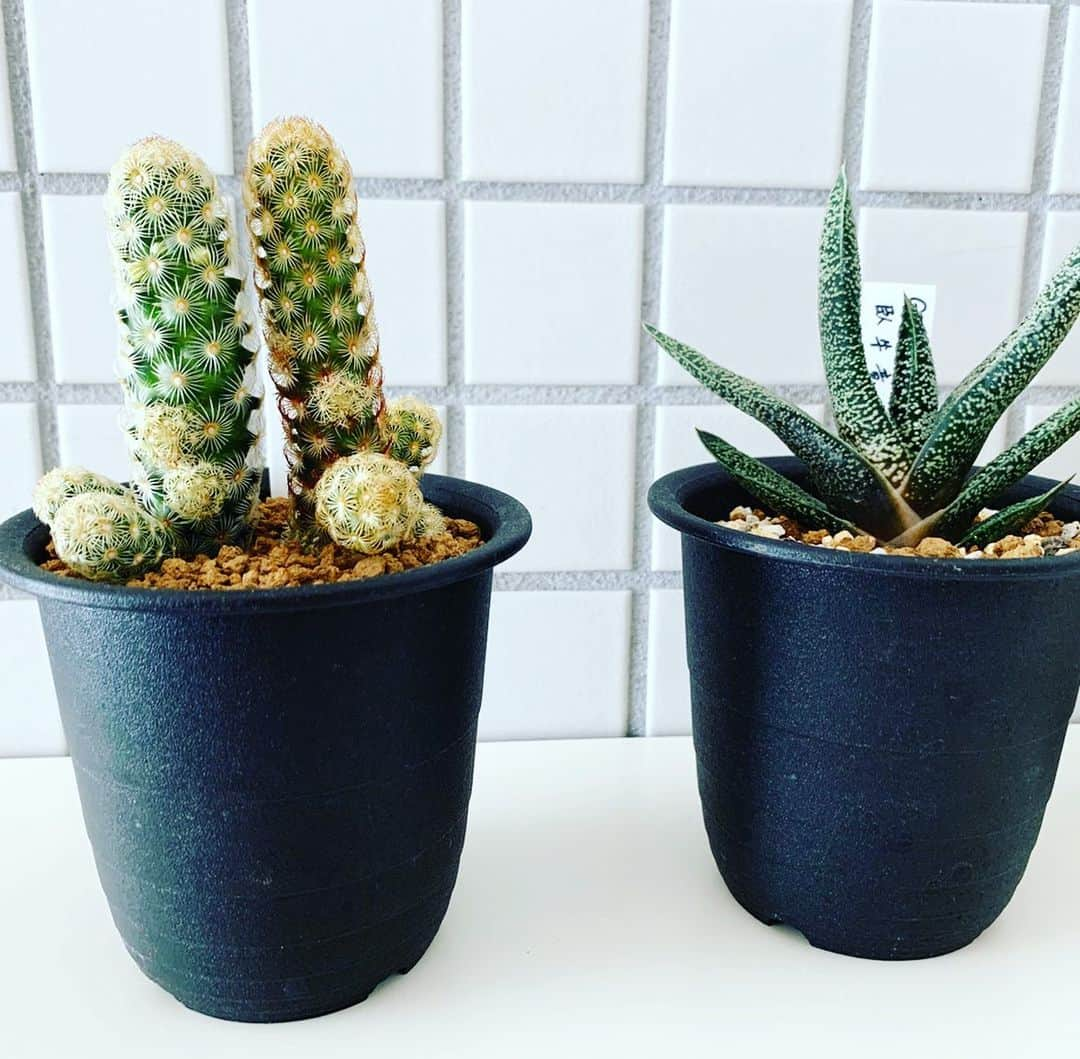 新谷あやかさんのインスタグラム写真 - (新谷あやかInstagram)「・ 新しいルームメイトたち🌵❤️ ・  They are my new roommates✨ . Cactus🌵 ・  #新谷あやか #shinyaayaka  #actress #女優 #英語の先生 #englishteacher  #englishteachers  #英語の勉強  #cactus🌵  #サボテン #newroomates  #新しい仲間 #たにくしょくぶつ  #多肉植物」2月22日 15時58分 - shinya.ayaka