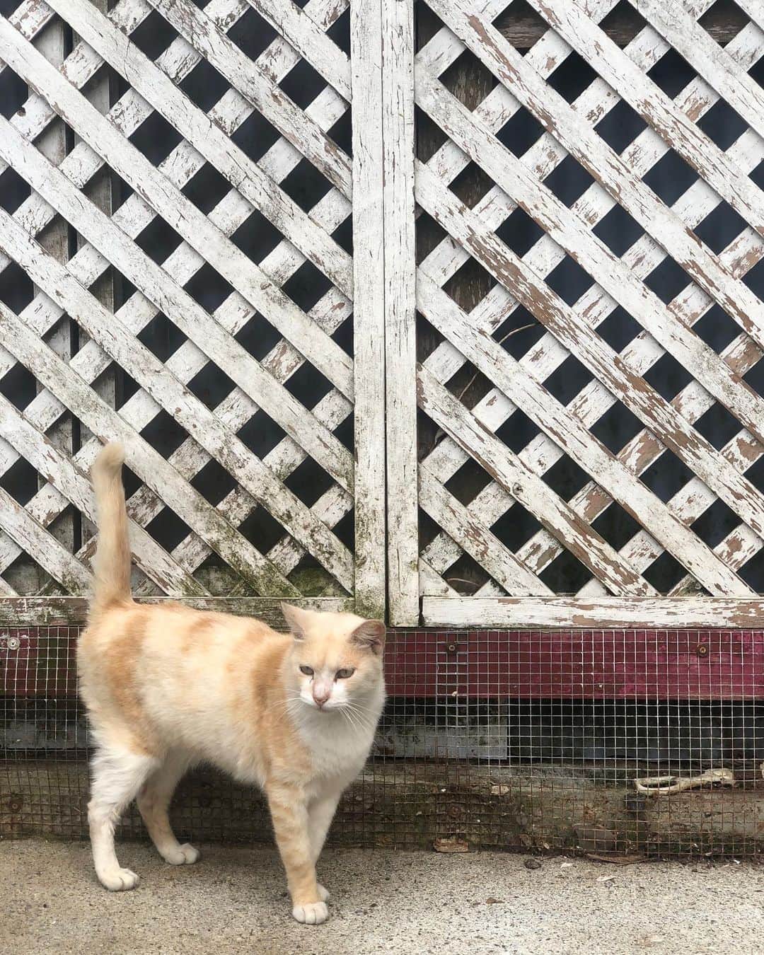 尚玄さんのインスタグラム写真 - (尚玄Instagram)「沖縄入りしました。母によると去年の #猫の日 もローズガーデンにいたらしい。 #Okinawa #Kitty #Cat #RoseGarden」2月22日 16時07分 - shogenism