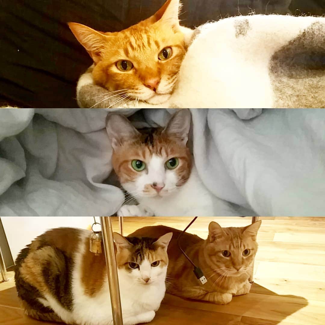 小高亮さんのインスタグラム写真 - (小高亮Instagram)「2月22日は“ネコの日”とのこと。  我が家のネコ達にも高級オヤツでもあげようかと思います。  #ねこ #猫の日  #cat」2月22日 16時40分 - odaka_p