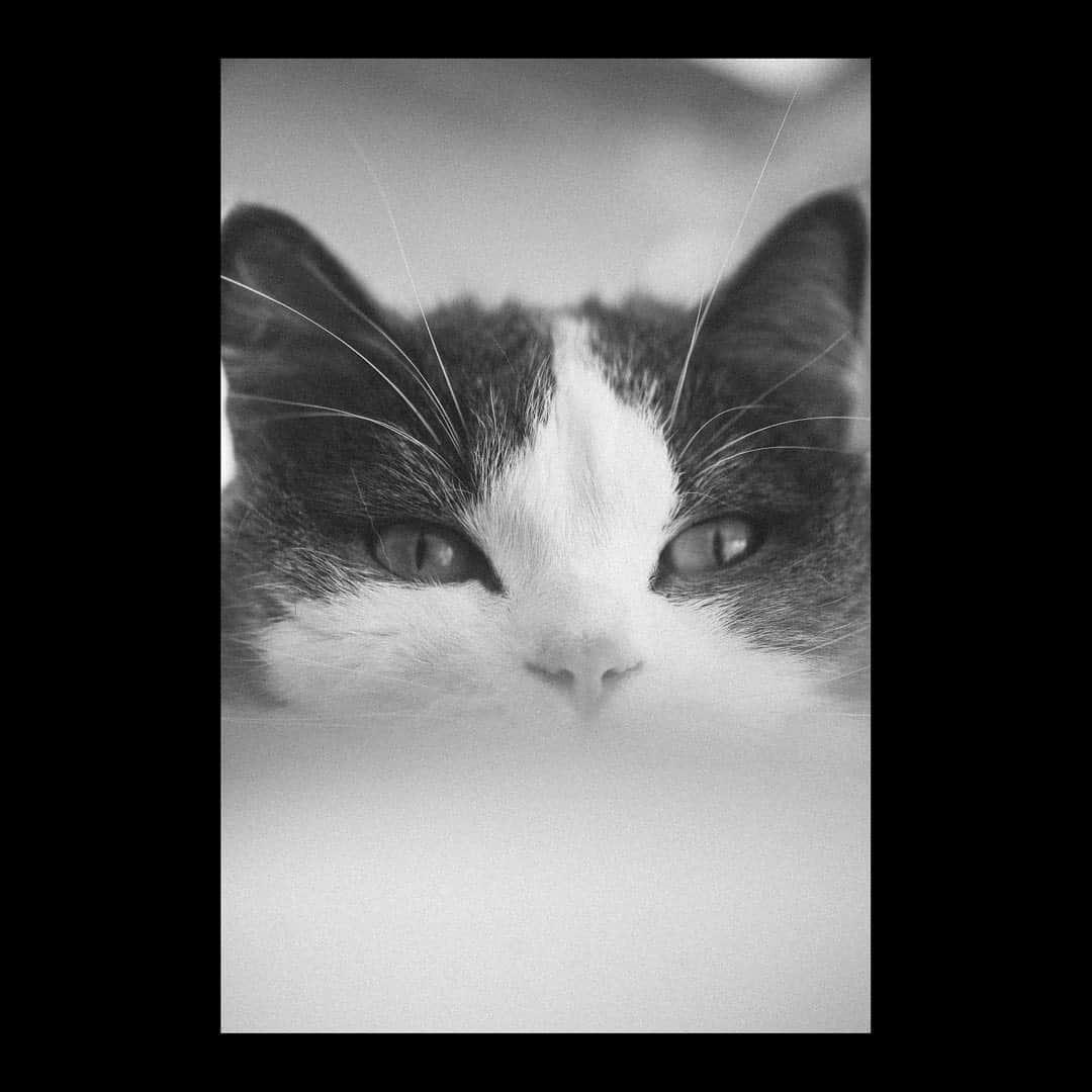 島田大介さんのインスタグラム写真 - (島田大介Instagram)「猫の日ですよ。 @sirastagram」2月22日 16時46分 - daisukeshimadaa