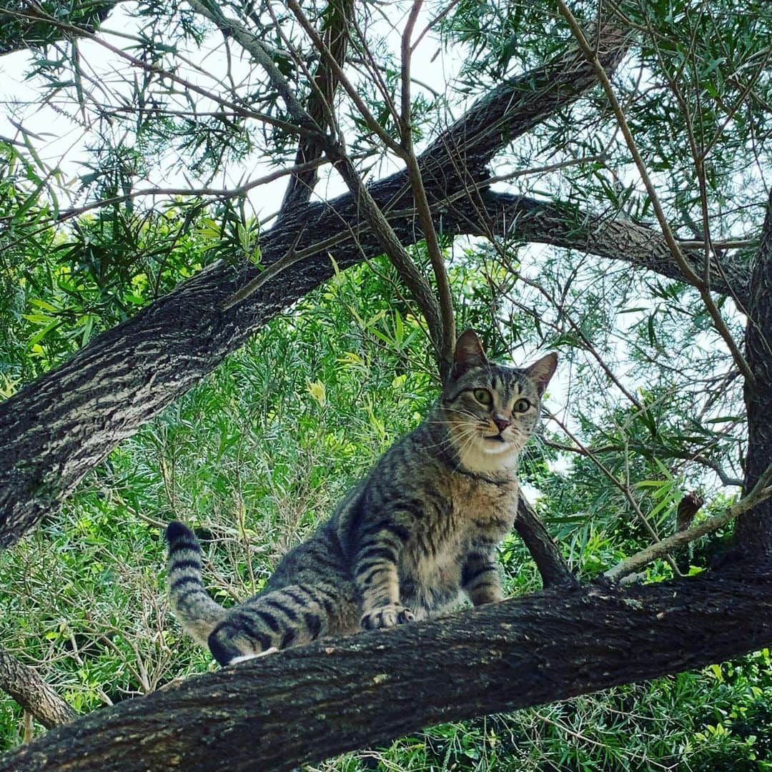 糸数美樹さんのインスタグラム写真 - (糸数美樹Instagram)「あぁーー 可愛かった😻 #にゃんにゃんにゃん #猫の日 #すべての猫が幸せでありますように #みきとにー」2月22日 16時54分 - mikitney0331