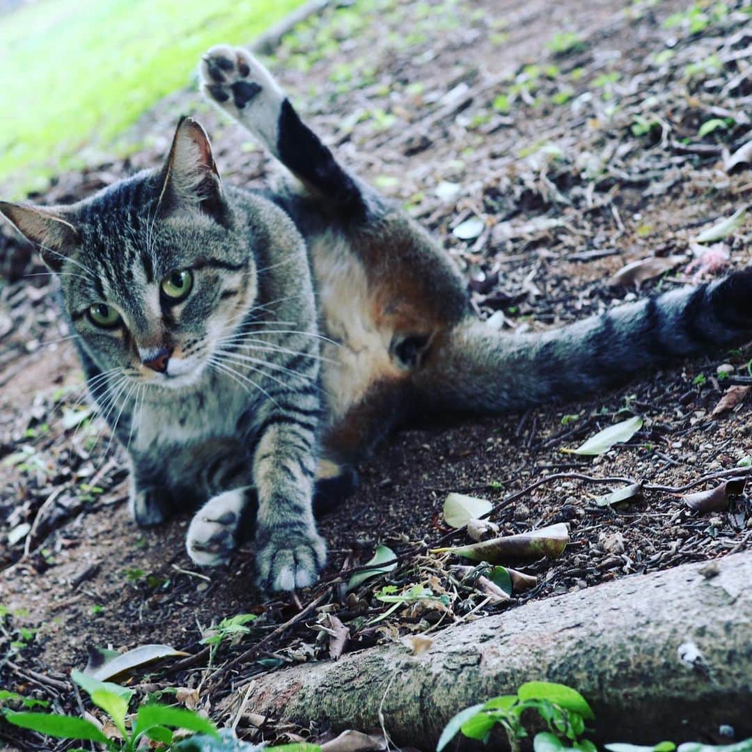 糸数美樹さんのインスタグラム写真 - (糸数美樹Instagram)「あぁーー 可愛かった😻 #にゃんにゃんにゃん #猫の日 #すべての猫が幸せでありますように #みきとにー」2月22日 16時54分 - mikitney0331