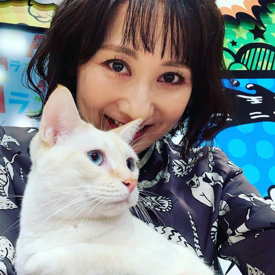 糸数美樹のインスタグラム：「あぁーー 可愛かった😻 #にゃんにゃんにゃん #猫の日 #すべての猫が幸せでありますように #みきとにー」