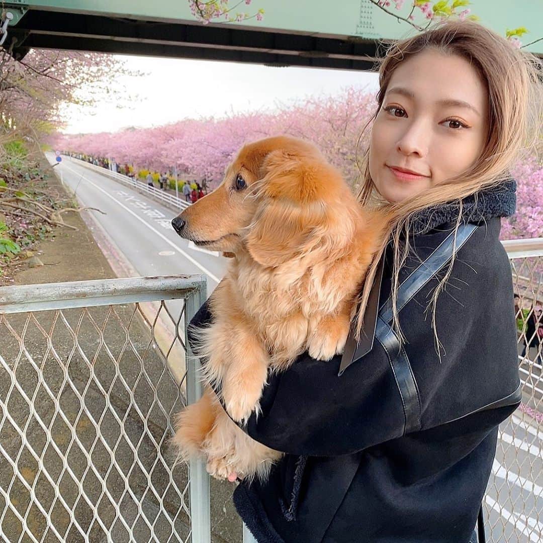 滝口成美のインスタグラム：「河津桜満開🌸」