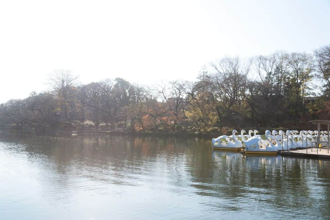 東京都庁広報課さんのインスタグラム写真 - (東京都庁広報課Instagram)「「井之頭恩賜公園（武蔵野市）／(2019.12.20撮影)」最寄駅：吉祥寺駅 　#井之頭公園 #井之頭恩賜公園 #井之頭自然文化園 #吉祥寺 #リスの小径 #井の頭池 #井の頭弁財天  #beautifuldestinations #tokyotrip #tokyotravel #passionpassport #tokyojapan #instatokyo #loves_nippon #phos_japan #bestjapanpics #cooljapan #japan_of_insta #discovertokyo #photo_jpn #東京観光 #東京旅行 #illgrammers #景色 #お出かけ #東京 #Tokyo #东京 #도쿄 #tokyogood」2月22日 17時00分 - tocho_koho_official