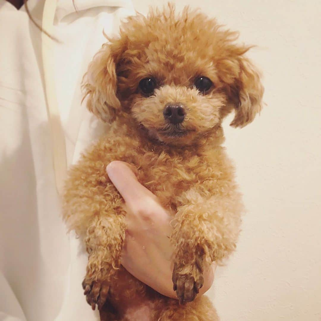 ふわさんのインスタグラム写真 - (ふわInstagram)「#toypoodle#toypoodlegram#dogsofinstagram#doglover#doglife#instadog#dog#fuwamama#ふわもこのふわ#ふわ#といぷーどる#トイプードル#ふわもこ部#犬バカ部#親バカ部#犬のいる暮らし#手がびしょびしょ」2月22日 17時10分 - huwayama