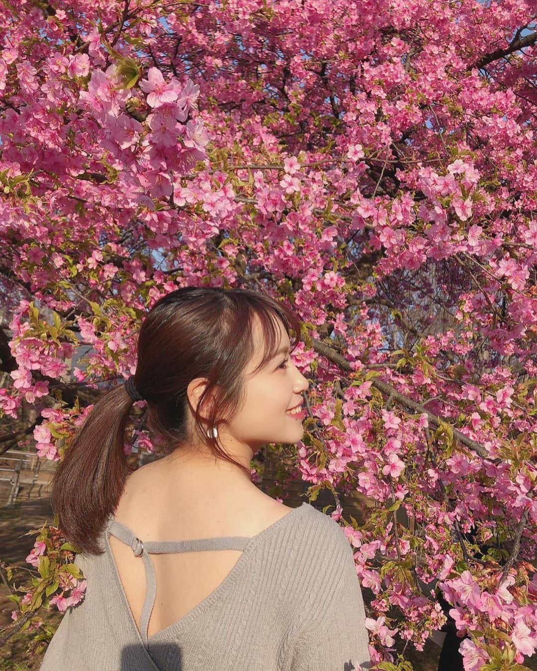北条佳奈のインスタグラム：「#河津桜 #お花見 #桜 #sakura #instagood #tagsforlike #followｍe #🌸」