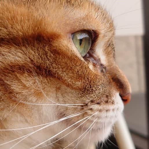 黃阿瑪的後宮生活さんのインスタグラム写真 - (黃阿瑪的後宮生活Instagram)「招弟：「今天是日本的貓之日，你最喜歡貓的眼睛、鼻子、鬍鬚？還是嘴邊肉？」#招弟 #貓眼 #貓 #fumeancats #黃阿瑪的後宮生活」2月22日 17時19分 - fumeancat