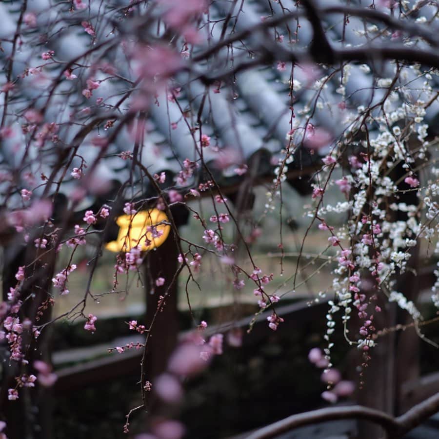 奈良 長谷寺 / nara hasederaのグルメインスタ