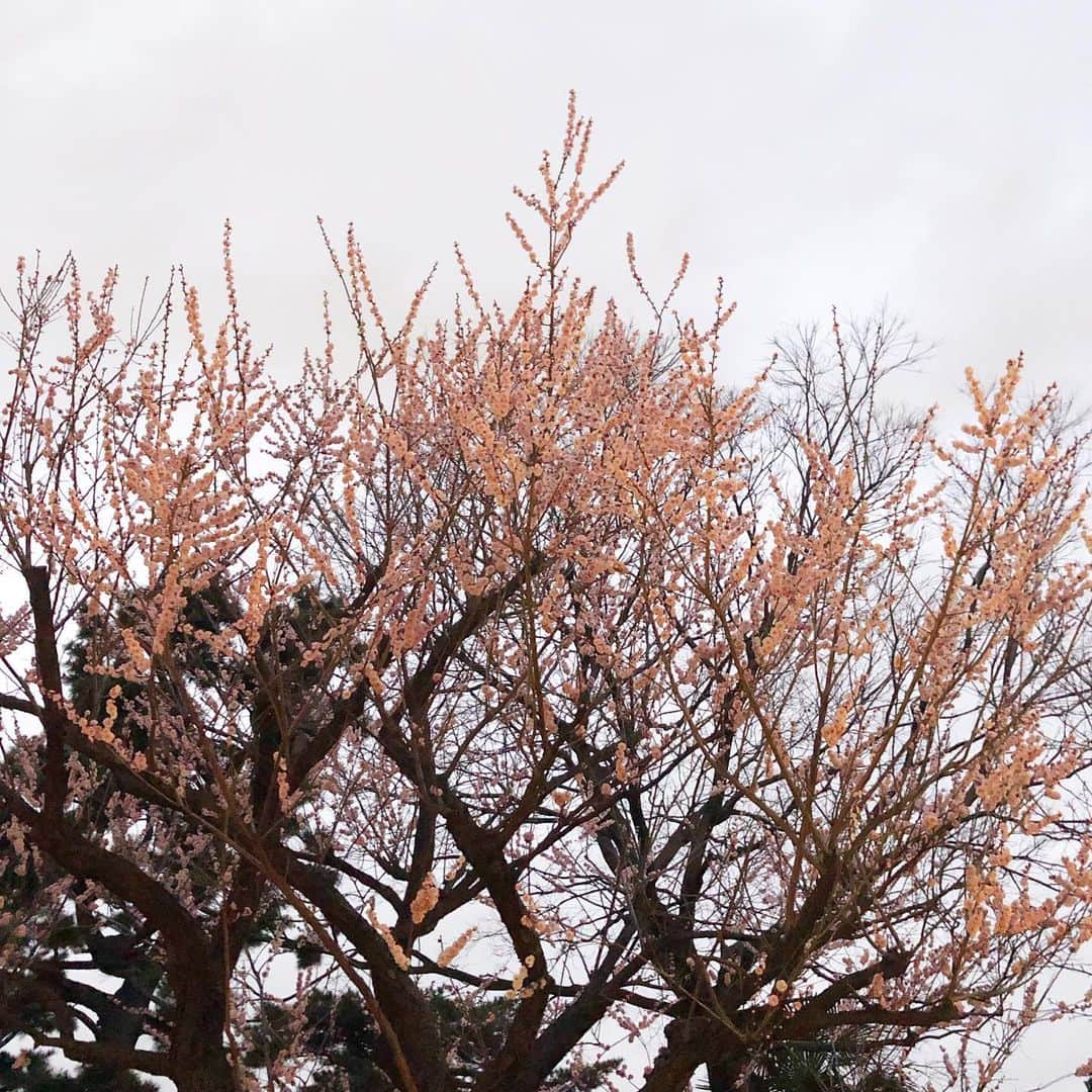 濱田マサルさんのインスタグラム写真 - (濱田マサルInstagram)「梅の花が早々と満開。」2月22日 17時48分 - hamadamasaru