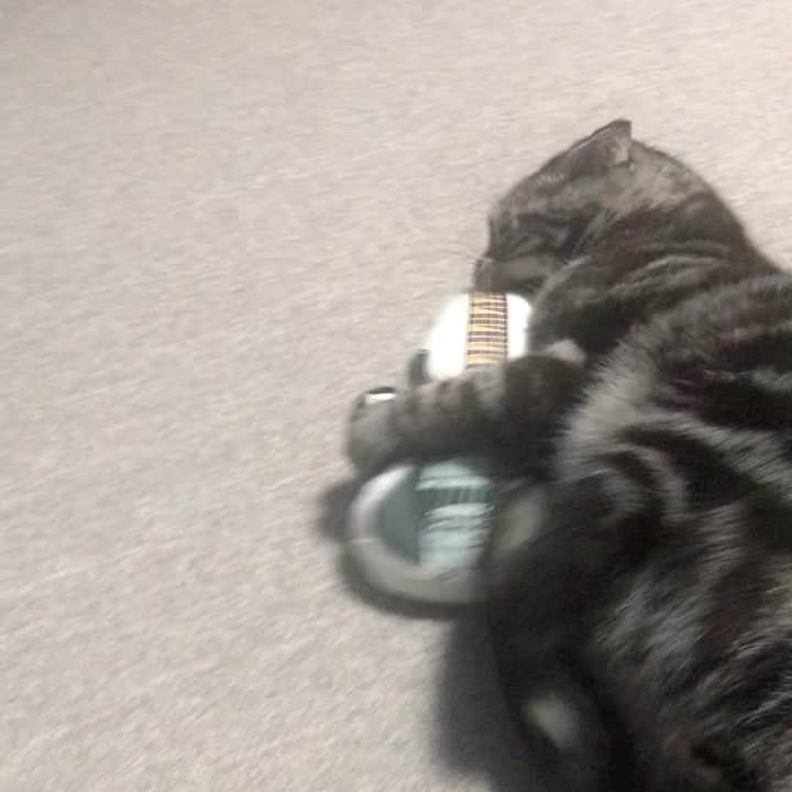弘田佳孝のインスタグラム：「ベースの弾き方、勉強になるわ  #猫の日  #MATATABIGARAGE #またたびガレージ」