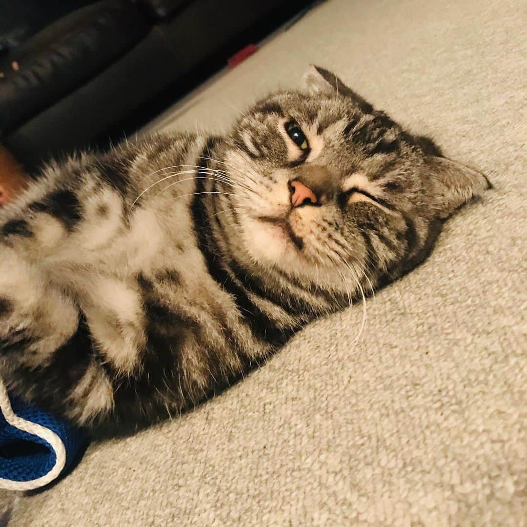 弘田佳孝のインスタグラム：「毎日が #猫の日」
