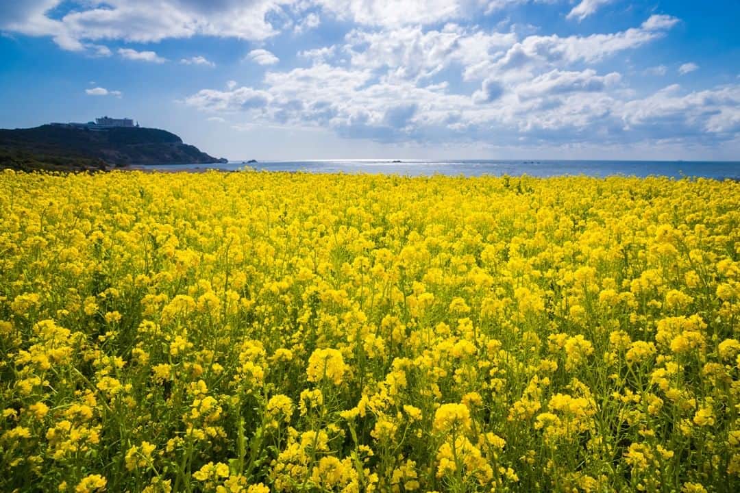 楽天トラベル さんのインスタグラム写真 - (楽天トラベル Instagram)「#愛知  #伊良湖岬 田原市内では、約25haの土地に約1,200万本の菜の花が咲き誇り、1～3月に「菜の花まつり」が開催されます。芝すべりが楽しめる「なっちの丘」、「菜の花コロッケ」や「菜の花ジェラート」を堪能できる茶店など、見どころ満載です。  メイン会場となっている伊良湖菜の花ガーデンは、約200万本の菜の花のほかにシュロの木も植えられており、南国ムードが漂うスポットです。 . ■見頃■ 2月中旬～3月下旬 ■渥美半島菜の花まつり■ 2020年1月11日～3月31日 . ************************ 旅先で撮った写真に場所と一緒に #rakutentravel を付けてシェアしてね♪ 厳選してこのアカウントで紹介します ************************ . #楽天トラベル #旅 #旅行 #旅に出よう #旅行好きな人と繋がりたい #日本  #travel #trip #japan #instagramjapan #IG_JAPAN #japantrip #lovetraveling #lovers_nippon」2月22日 18時00分 - rakutentravel