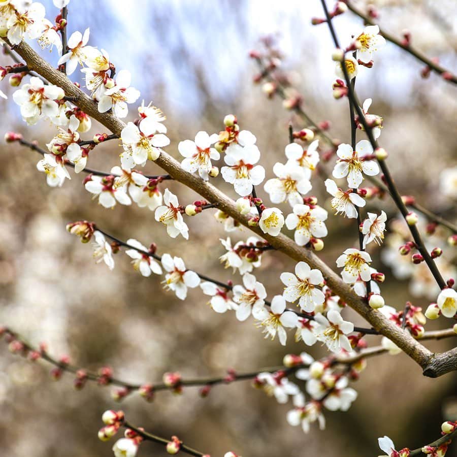 きょん。さんのインスタグラム写真 - (きょん。Instagram)「. .  寿長生の郷 叶匠壽庵 @kanou_shoujuan  滋賀県大津市の山中にある 広大な自然を有した ＜寿長生の郷 ＞。 こちらでは2月22日より "花の宴　梅まつり 2020 “が 始まるのだけど それに伴って フォトコンテストも実施されるそう。  一足先に郷を訪れてみたのだけど、 可視化されるほど マイナスイオンに満ちていて。  自然豊かな郷内には、 カフェを併設したベーカリー＜野坐＞、 囲炉裏を囲んで 和菓子を味わえる＜囲炉裏茶房＞、 などなどグルメも多数🤤  そう、つまり、 だんごより花派の方も 花よりだんご派の方も もちろん両派の方だって楽しめる おまつりなのですーっ！  お楽しみ屋台で 提供されるみたらし団子と 白梅をパシャり、 と撮ってみたのだけど 我慢できずその場でパクり…🍡 .  テーマや応募方法などの詳細は 叶 匠壽庵 @kanou_shoujuan  のアカウント、 もしくはHPをcheck it out！  event:2020/2/22日(土)～3/15(日)  #寿長生の郷 #叶匠壽庵 #寿長生の郷梅まつりフォトコンテスト2020」2月22日 18時00分 - kyon_tokiiro