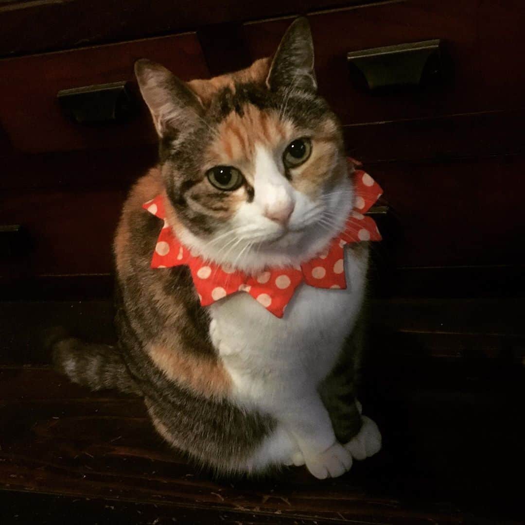 大鋸一正のインスタグラム：「猫の日。」