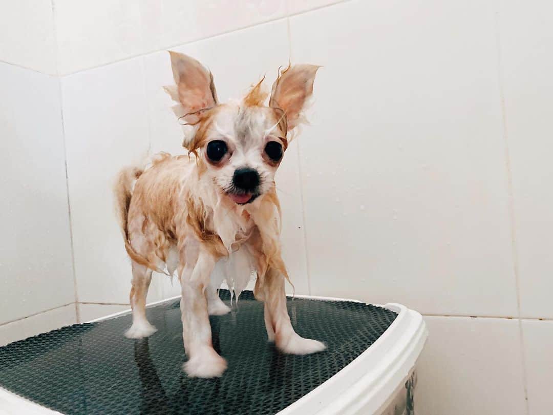 r_oseのインスタグラム：「Remember me?? 🐰🛁〰️ #bathtime」