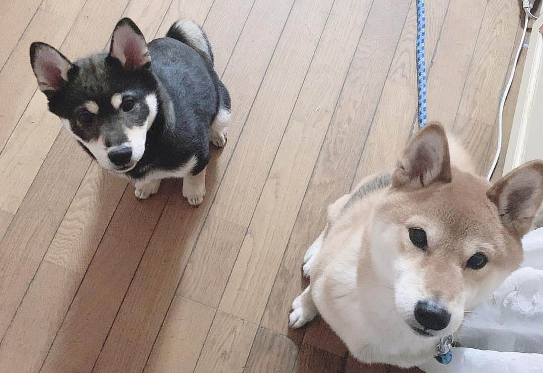 天咲千華のインスタグラム：「かわいい❤️❤️❤️ #dogstagram #柴犬 #shibainu #puppy」