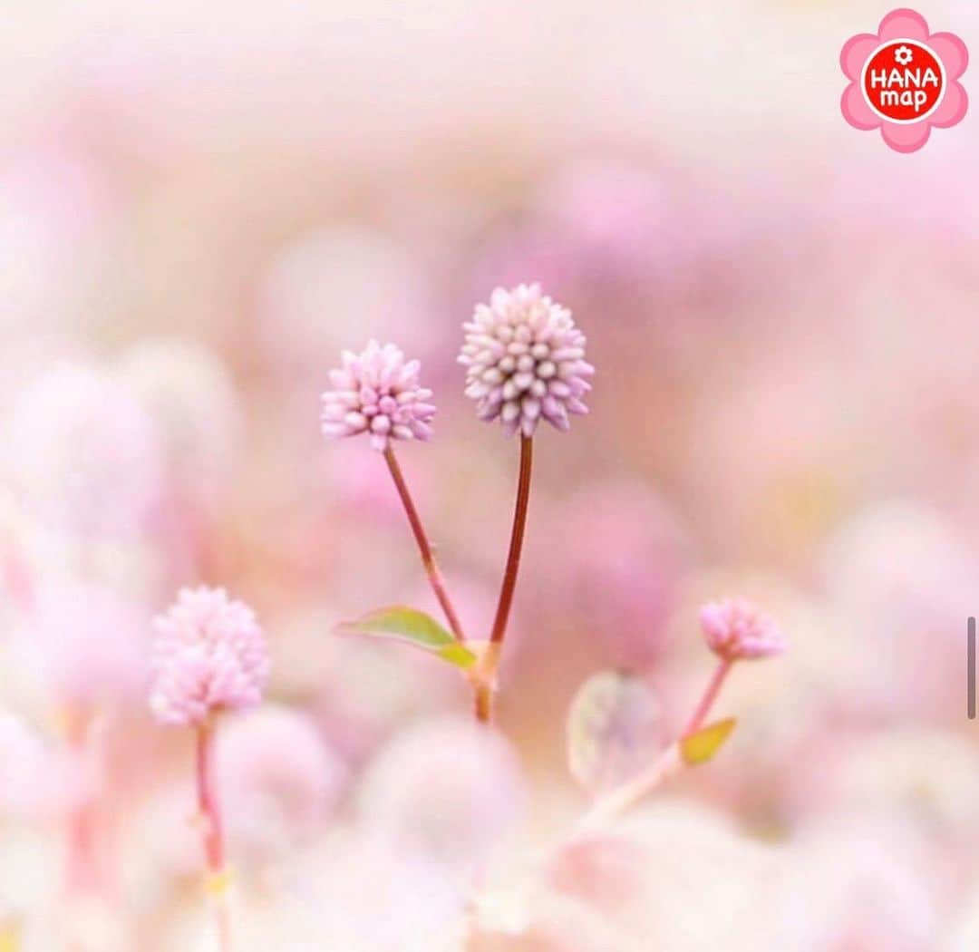 はなまっぷ❁日本の花風景さんのインスタグラム写真 - (はなまっぷ❁日本の花風景Instagram)「🌸😊みんなではなまっぷ😊🌸 * @nijnt__je さんの  花のある風景に花まるを💮✨ * photo select by @yascolo2 さん💮＆はなまっぷ🌸 * 素敵なお写真をありがとうございます🌸 * みなさんに選んでいただいた素敵なお写真を季節に関係なくご紹介しています🌸 * 🌸😊みんなで　はなまっぷ😊🌸 * ご応募は簡単、「#はなまっぷ」のタグの中から素敵なお写真を発見したら（過去に投稿された素晴らしいお写真もOK）@minna_de_hanamap 宛に撮影者の方のIDが分かる様にDMでスクショ等をお送りください。 発見者の方のIDも明記して（匿名可）、はなまっぷでご紹介させていただきたいと思います🌸 お花畑の管理人様や企業様によるご自身のお花畑のセレクトも大歓迎です。全てのお写真をご紹介出来ないかもしれませんがお力添えいただければ嬉しいです🙇‍♀️どうぞよろしくお願いします🌸」2月22日 18時21分 - hanamap