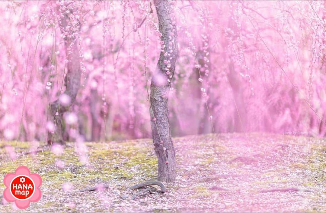 はなまっぷ❁日本の花風景さんのインスタグラム写真 - (はなまっぷ❁日本の花風景Instagram)「🌸はなまっぷ🌸 * @tomokaflowersさんの  花のある風景に花まるを💮 * ふわふわの枝垂れ梅が美しい桃色の世界をありがとうございます😊🌸 * 京都 #城南宮 Jonangu, Kyoto. * 🌼ウメの花言葉📝🌼 気品、忠実 * 見頃を過ぎている場所もご紹介しています。お出かけの際はHP等で最新の情報をご確認くださいね🙏🌸 * 🌸•••🌸•••🌸•••🌸•••🌸•••🌸 * いつも素敵なお花をありがとうございます😊 日本の花のある風景にタグ付けしてください🌸 お花があれば何でもOKです💓 * #はなまっぷ * #日本の美しい花風景#花のある風景#花#花言葉#花風景#枝垂れ梅#梅#しだれ梅」2月22日 18時22分 - hanamap
