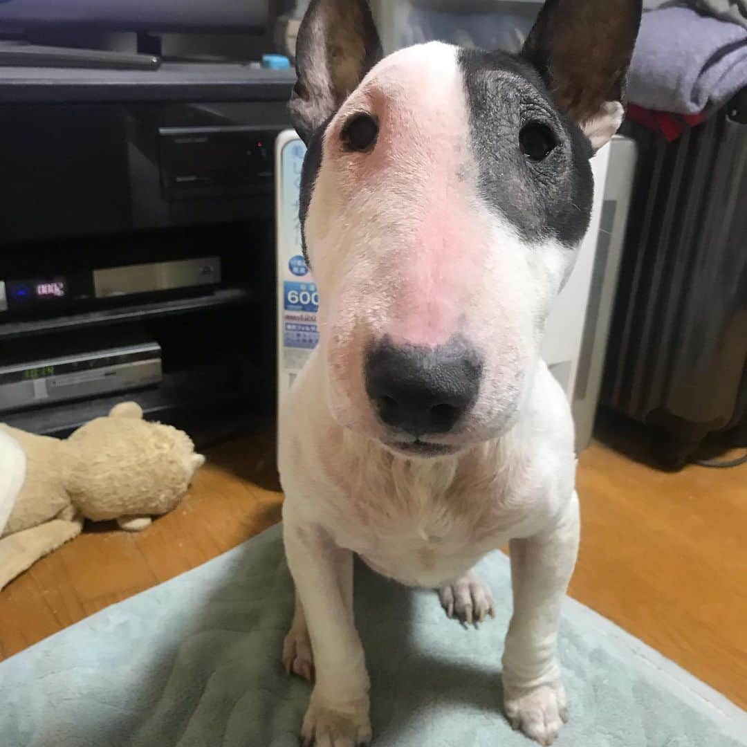 Q太郎さんのインスタグラム写真 - (Q太郎Instagram)「#minituru#bull#terrier#minibullterrier#miniturubullterrier#dog#dogstagram#cute#qtaro#love#family#ミニチュア#ブルテリア#ミニチュアブルテリア#Q太郎」2月22日 18時26分 - qtaro.jun