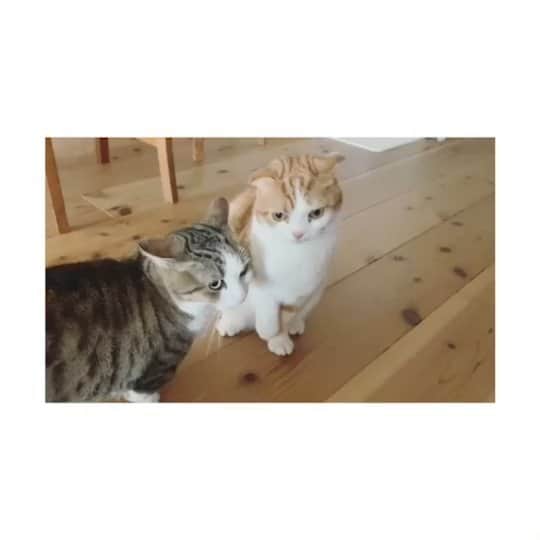 のインスタグラム：「猫の日🐈」