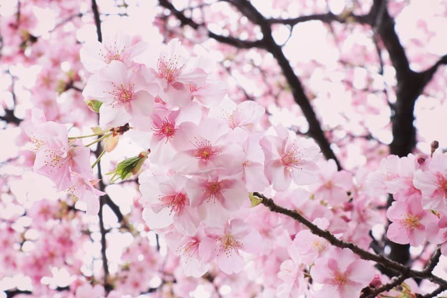 八芳園さんのインスタグラム写真 - (八芳園Instagram)「. . カウンターや個室から 季節ごとのお庭の景色を愉しめる 日本食レストラン「Enjyu」。 3月19日(木)までの期間限定で ランチとディナーともに 【河津桜会席】をお届けしております。  今が見頃の河津桜と、  旬の素材を活かした 料理長こだわりの料理で、  季節を感じるひとときを ぜひ、お愉しみください。  https://www.happo-en.com/restaurant/enjyu/ . .  #🌸 #八芳園  #河津桜 #夜桜 #ライトアップ #季節 #四季 #日本庭園 #庭園 #庭園散策 #桜 #日本料理 #槐樹 #和食 #東京散歩 #白金台 #懐石 #東京観光 #桜　#河津桜　#春　#ランチ　#ディナー #happoen #garden #japanesgarden #japan #tokyo #shirokanedai #cherryblossom #tokyotrip #japantravel」2月22日 20時15分 - happoen