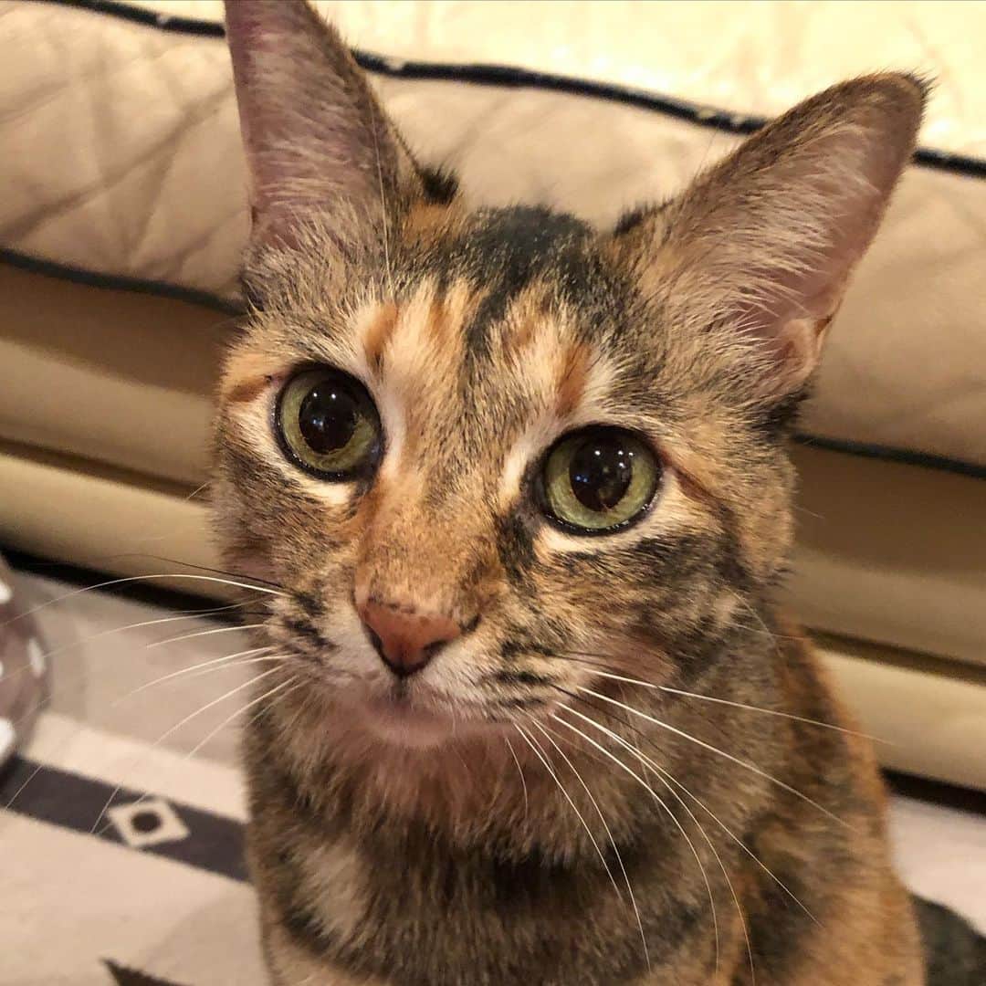 のインスタグラム：「うちの5にゃんずを紹介します！ 写真1枚目から、 ゆぅ♀、みぃ♂、すみ♀、ジュニ♀、ロク♂。 今後ともよろしくお願いします🐈  #猫の日　#catday #猫　#cat #保護猫　#里親　#さくらねこ  #ねこのいる生活  #にゃんにゃんにゃんの日 #猫好きさんと繋がりたい　#meow #meowstagram」