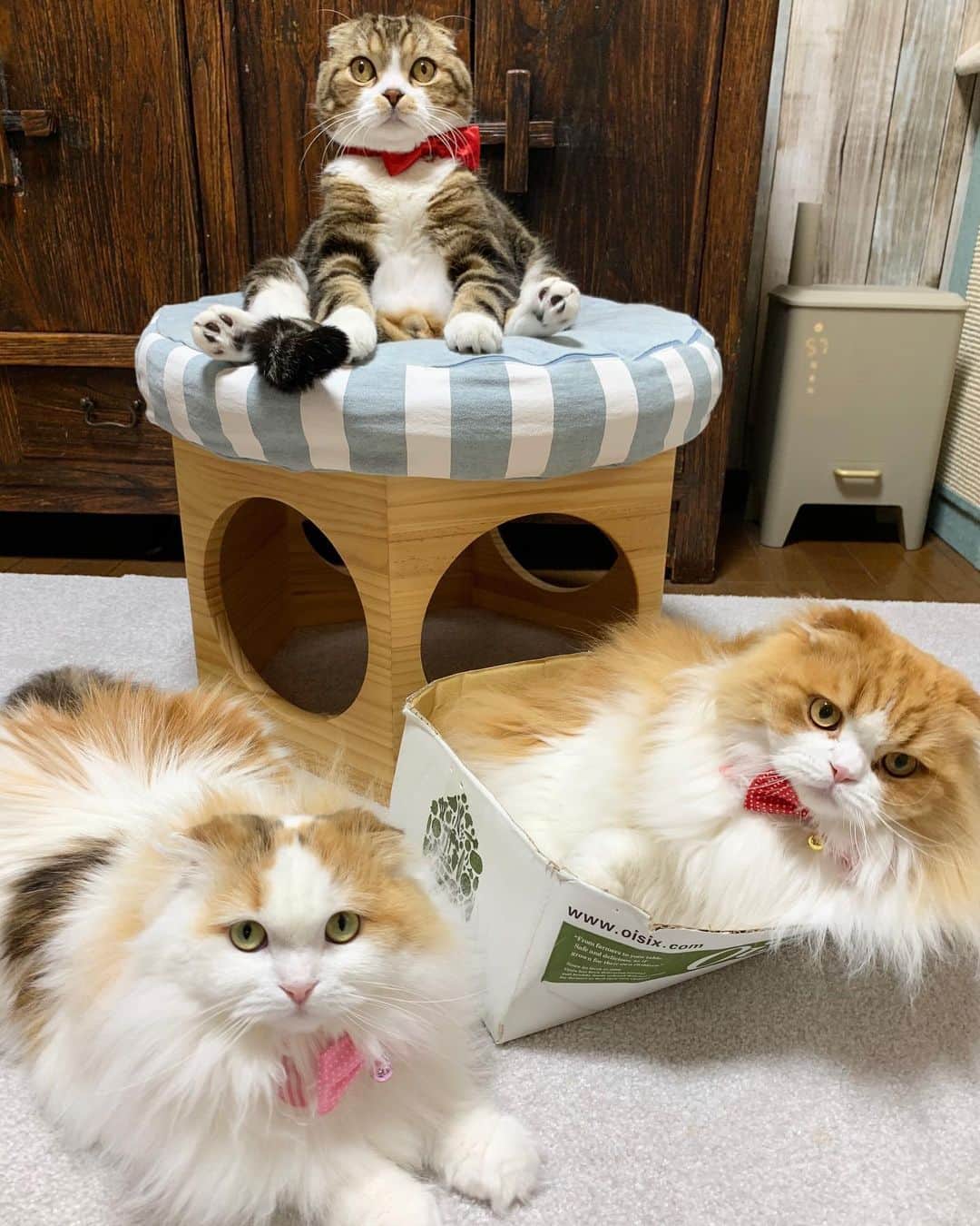 のインスタグラム：「Today is Cat Day! 🐈🐈🐈 . 🐈令和2年 🐈2月 🐈22日 にゃんにゃんにゃんで猫の日 …この後、タラちゃんの箱がご臨終になられましたー。📦 派手な音でビリビリビリビリと裂けて、転がり出ました😂🙉 . #猫の日 #ねこの日 #catday #cats #scottishfold #catoftheday #weeklyfluff #adorable #instacat_meows #cat_features #catlover #happycat #catsofinstagram #9gag #meowed」