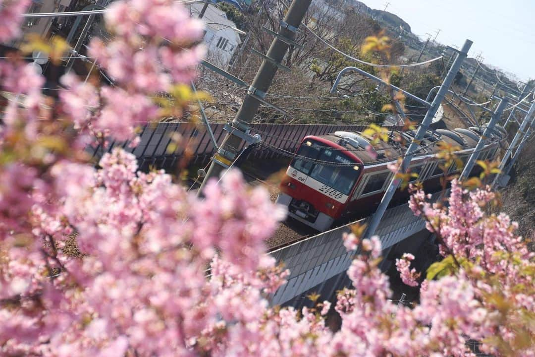 徳永ゆうきさんのインスタグラム写真 - (徳永ゆうきInstagram)「. .  河津桜のそばを行く。 . -2020.02.21- . #鉄道写真 #撮り鉄 #鉄道好き #京急 #京浜急行 #三崎口_三浦海岸間 #2100形 #快特 #快速特急 #泉岳寺行き #河津桜」2月22日 20時31分 - tokuchan_1113