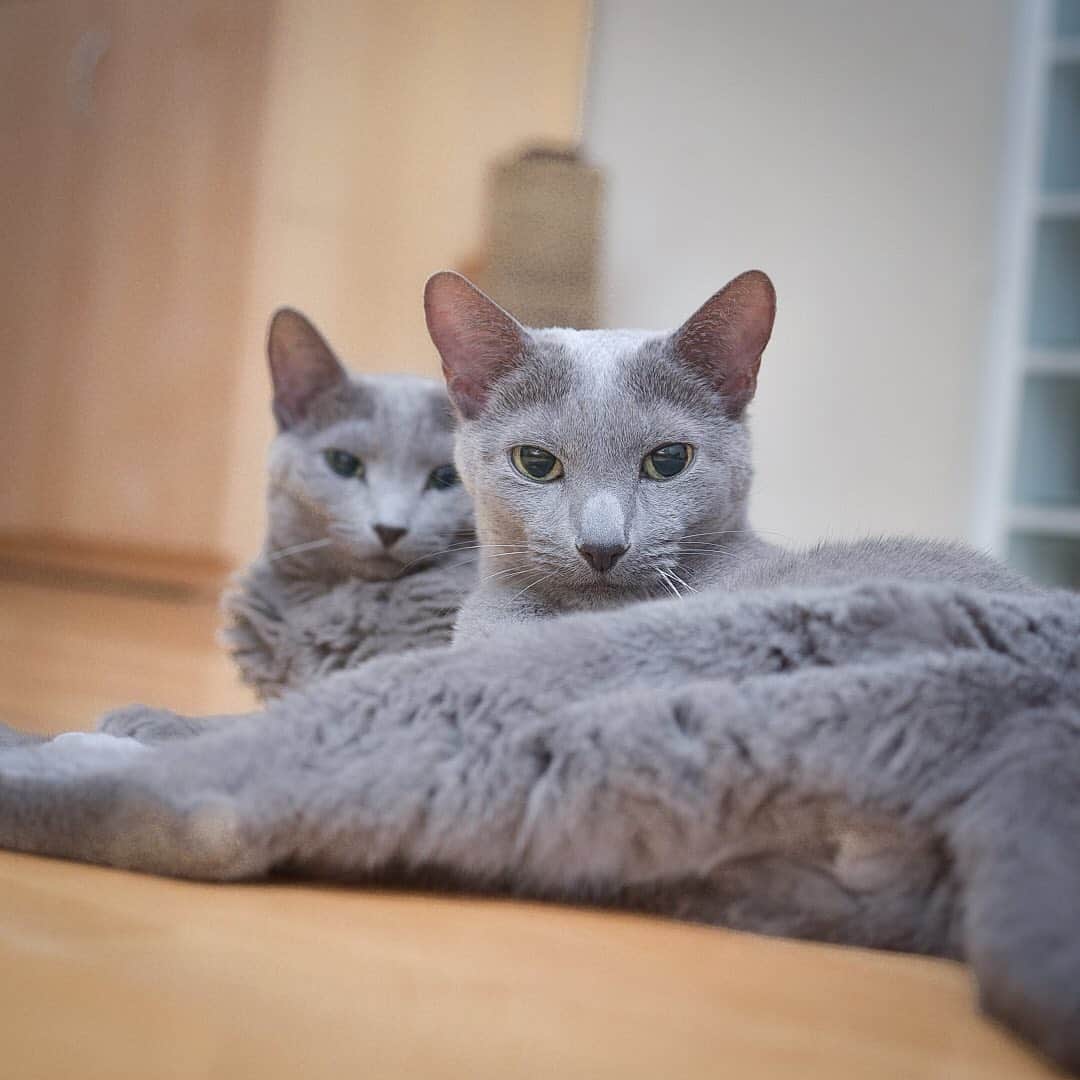 のインスタグラム：「★ Happy Caturday &  National Cat day in Japan 😸🐾💖★. .  Today, February 22 is the ‘Cat day’ in Japan.😺💖 Because “2” is read as "ni" in Japanese, Feb 22 is “ni-ni-ni” →”nyao-nyao-nyao”→”meow-meow-meow” . So Feb 22 is Catday!!! 😸💖💖! Happy Caturday and Cat Day😽👍🏻💕💕. . 今日は猫の日って事でちゅうさん&姐さんのスペシャル熱視線をお見舞いするにゃ😼👍🏻✨. 猫の日とは全く関係無いのですが、、普段ドラマ見ても出演してる俳優さんに夢中になる事などまず無い自分が最近夢中になって毎回胸ときめかせてる番組が有ります😅　吉高由里子サン主演の『知らなくてもいいコト』で元カレの柄本佑サン演じる　#尾高さん　に恥ずかしながらどっぷりハマってしまいました😅 男前で優しくて身を挺して主人公を守る”尾高さん”にキュンキュンしてます😍　素晴らし過ぎる大石静さんの脚本のせいもありますが、尾高さんの仕草全てにいちいちキャーキャー言っちゃって😅こんな夢中になってるのは自分位だろ、、と思ってたら全国的に尾高さんにキュンキュンしてる女性が大量発生中で　#尾高沼　なる言葉もTwitterのトレンド入りしてるそうで😅とりあえず自分だけじゃ無くてホッとしてます😅が、夜な夜な尾高さんをリピート再生して見てるので最近寝不足気味ですが😅　浮かれ気味で水曜日が待ち遠しい飼い主は猫の日なんで2人にチャオ缶あげることにしま〜す😁💖皆様素敵な三連休を✨✨」
