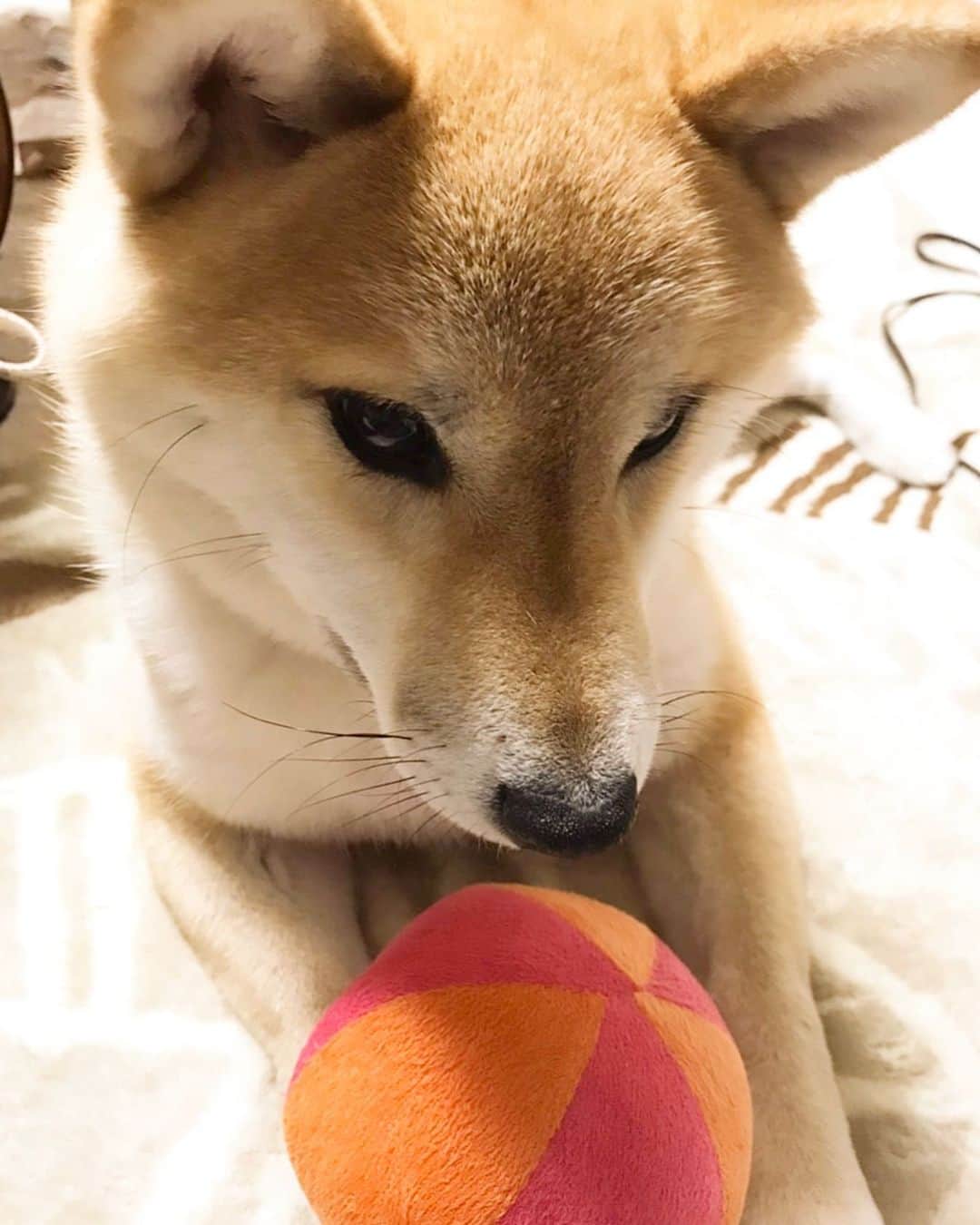 ジョナゴールドさんのインスタグラム写真 - (ジョナゴールドInstagram)「♥ 今日は2/22(にゃんにゃんにゃん)で猫の日らしいですね🐱 ・ 可愛い猫たちに負けないようにいつの日かの可愛いふーた載せておきます🥰 ・ ボール遊びと大雪の中のお散歩が大好きなふーたさんです💓 一瞬見える顔が雪まみれ過ぎて、もはや愛おしい…。 ・ ひたすらにかわいい。 ♥ #柴犬 #柴犬のいる暮らし #猫の日 #0222 #犬の日 っていつ？ #雪 #お散歩 #歩いてるおしりが可愛い #猫も好き #動物好き #可愛い #shibainu #ringomusume #j #jonagold」2月22日 20時49分 - jonagold_0323