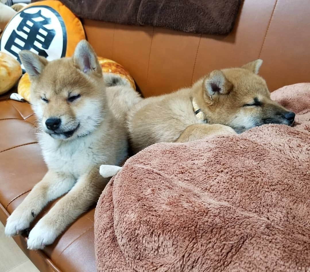 柴犬たま Shibainu Tamaさんのインスタグラム写真 - (柴犬たま Shibainu TamaInstagram)「だんだん眠くなっちゃう…😴 * Caption trans🇬🇧 You gradually get sleepy…😴 * #たま家族 #ミケbaby #柴犬トロ #柴犬ウニ #おしゅし兄弟 #仲良し兄弟 #あご乗せ #半目 #ブサ顔 #うとうと #睡魔との戦い #寝顔 #柴犬 #shiba #shibainu #shibastagram #犬 #dog #柴犬子犬 #子犬 #shibapuppy #shibainupuppy #puppy #多頭飼い」2月22日 20時57分 - tama7653