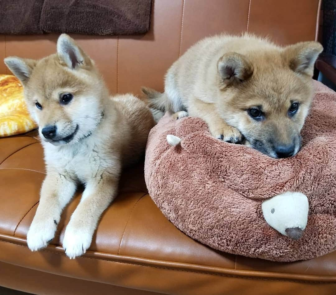 柴犬たま Shibainu Tamaのインスタグラム