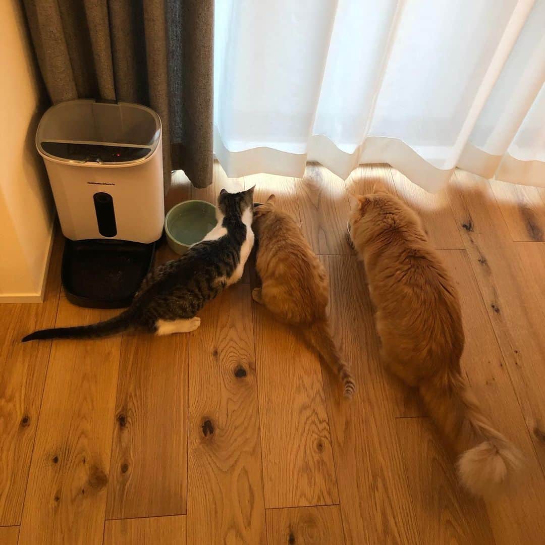 pon_0507のインスタグラム：「2020.02.22  にゃんにゃんにゃんの猫の日  今日、正式に我が家に迎えました🙋🏻‍♀️トライアル中は色々不安もありましたが、お互いに受け入れてくれたようです☺️ #ぽんとだいとごま #猫の日 #222 #にゃんにゃんにゃん」