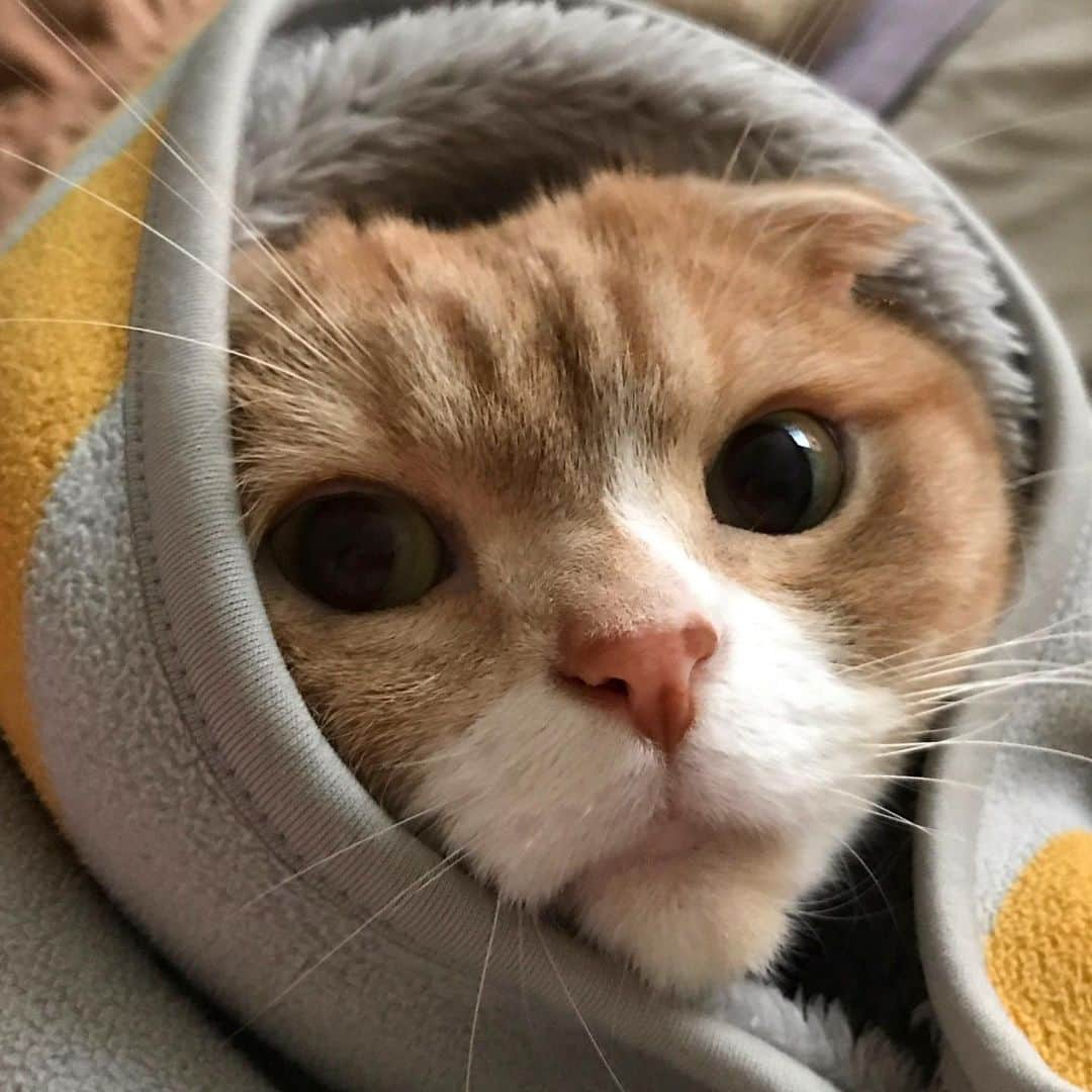 かんちゃんさんのインスタグラム写真 - (かんちゃんInstagram)「・ ・ 猫の日🐾 Today is cat's day ・ ・ ・ #令和2年2月22日  #20200222 #にゃんにゃんの日  #にゃんにゃんにゃんの日  #猫の日 #スコティッシュフォールド #猫  #cat  #cats #ねこ #ネコ #札幌  2.22 ・ ・」2月22日 21時09分 - kan___chan