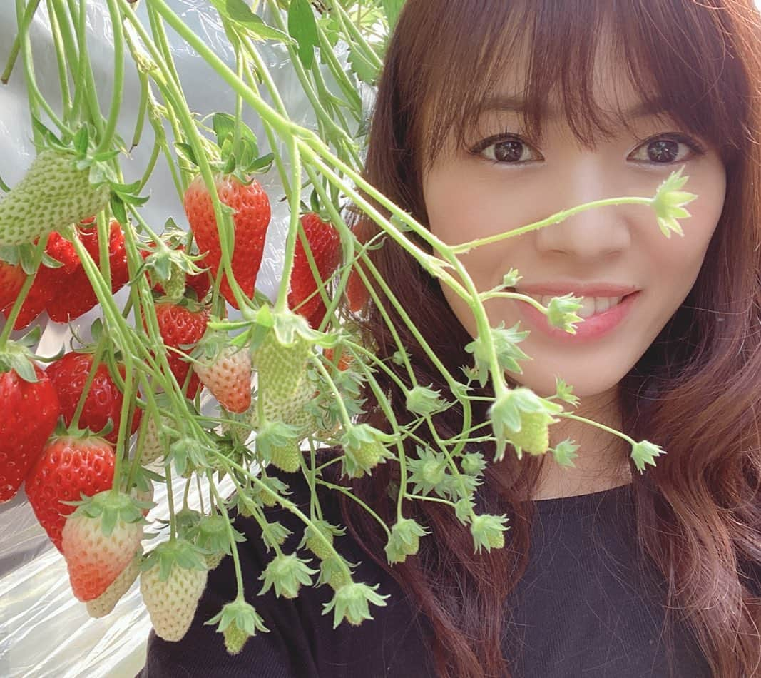 渡辺安里のインスタグラム：「少し前にいちご狩りに行きました🍓 大きくて甘くて美味しかったです😊😊😊 #いちご狩り#苺#いちご#愛知#知多半島#知多#澤田農園#名古屋#モデル#名古屋モデル#model#japan#nagoya#strawberry」