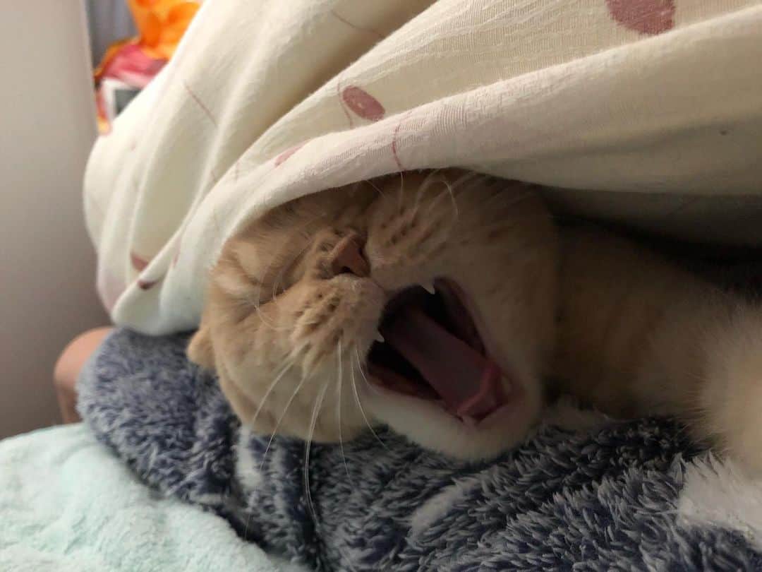 相馬有紀実のインスタグラム：「今日はねこの日🐈もへいー❤️ 私の腕とAmazonの箱を顔置きするのが好きなようです（笑）💤 さてまた地方撮影で東京におらずもへいに会えない日々です。 かあちゃんは、、、 こっちでお仕事頑張って美味しい物食べてくるね（笑）🐟 お気に入りのお店できて今週2回目（笑）。」