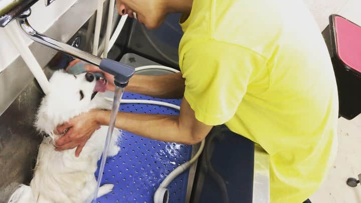 のインスタグラム：「﻿ ﻿ 顔シャンプーが苦手な子は﻿ スポンジ使ったり﻿ ミニタオル使ったりしたら﻿ 落ち着いてできる場合がありますよん😉﻿ ﻿ ﻿ ﻿ ﻿ ﻿ ﻿ 🌟YouTubeはじました🌟　﻿ プロフィールリンクから見てみてください😉 ﻿ ﻿ ﻿ ﻿ ﻿ #トリマー ﻿#trimmer ﻿#グルーマー﻿ #instadog ﻿#dogstagram ﻿#슈나우저﻿ #トリミング #ブレちゃん ﻿#BOKUMO取扱店﻿ #훈육미용　#긍정미용사  #훈육미용사 #긍정미용사 #훈육미용사 #남자애견미용사 #애견미용사 #애견미용 #펫스타일리스트 #강아지미용  #petgrooming #doggrooming」