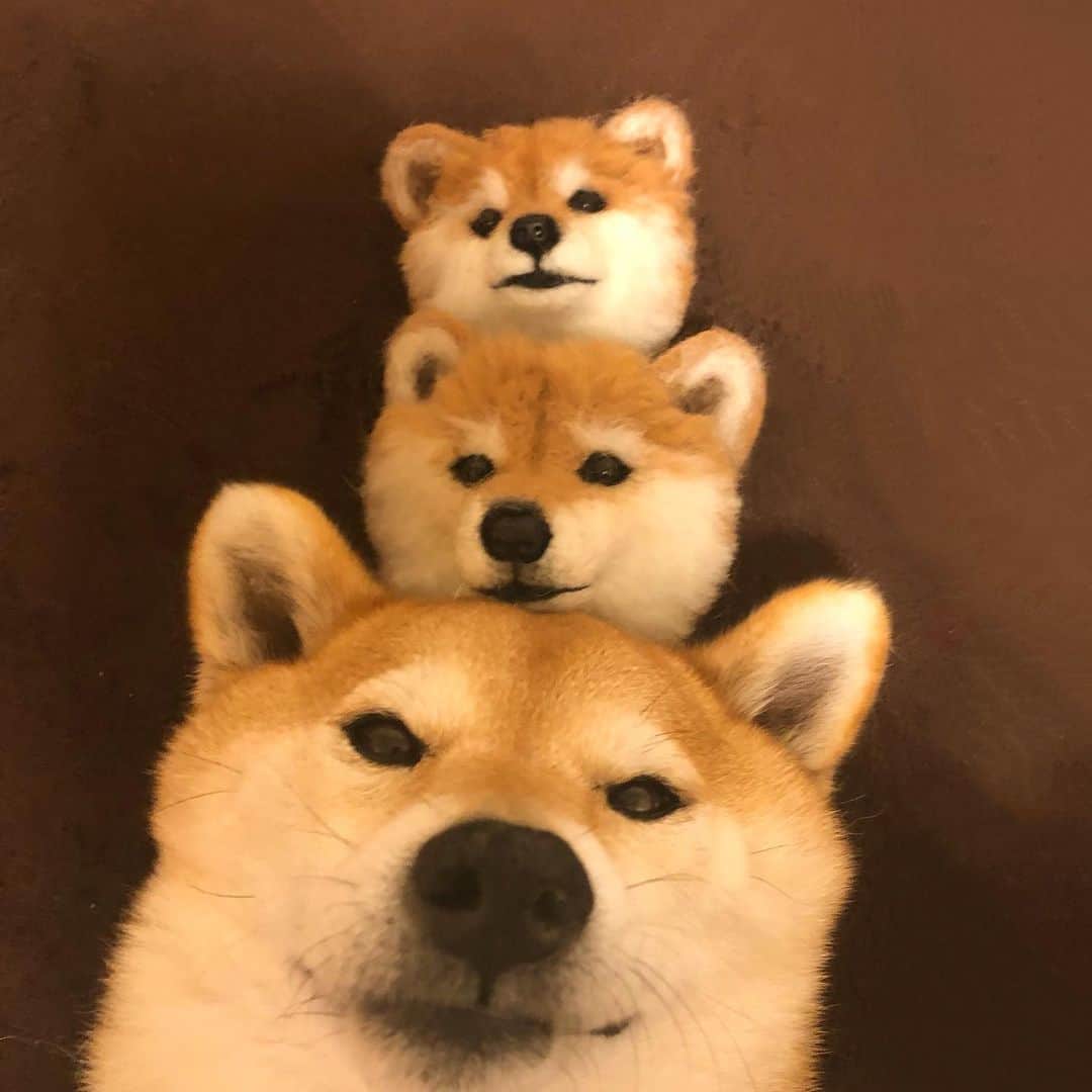 マロたんのインスタグラム：「三連単 #shiba #shibainu #weeklyfluff」