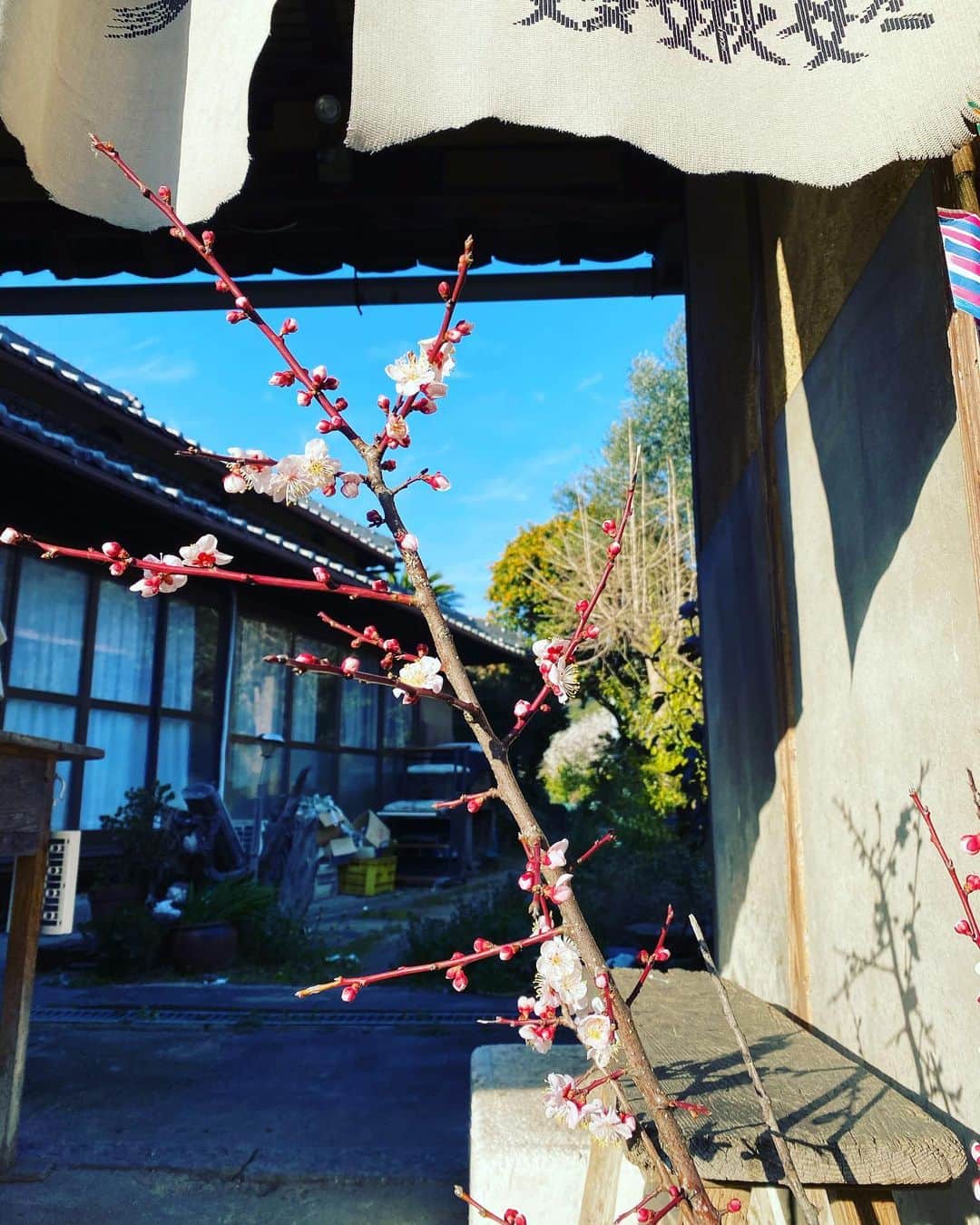 小林希さんのインスタグラム写真 - (小林希Instagram)「3週間ぶりの瀬戸内海🌸﻿ 讃岐広島で農泊推進事業のセミナー講師に呼ばれて行ってきました。﻿ いろいろ大変そうですが、、少しずつ進んでいくことを願っています。﻿ ぽかぽかの天気だったので、梅の花があちこちで咲いていて初春を感じてきました。﻿ 晴れの凪いでる瀬戸内海は本当に綺麗。﻿ 日本で初めて国立公園に指定された区域のひとつ、瀬戸内海国立公園は、備讃諸島が含まれていました✨﻿ これから良い季節です。﻿ ぜひ、瀬戸内海へお出かけください🌸🐈﻿ ﻿ It’s been 3 weeks since I last visited Setouchi 🌸﻿ I went to Sanukihiroshima to give a lecture about farm stay promotion project.﻿ Though that sounds difficult,I hope that it moves forward little by little.﻿ Because of wonderful weather,the plum blossoms bloomed here and there and I felt scent of early spring.﻿ Sunny and calm Setouchi is really beautiful.﻿ Setonaikai National Park was one of first area designated as a national park in Japan and has included the Bisan islands ✨﻿ Good season is almost there.﻿ I highly recommend you to go to Setouchi 🌸🐈﻿ ﻿  #瀬戸内海#setouchi #讃岐広島#sanukihiroshima #週末島旅 #島旅#国内旅行 #島好きな人と繋がりたい #旅行好きな人と繋がりたい﻿」2月22日 21時55分 - nozokoneko