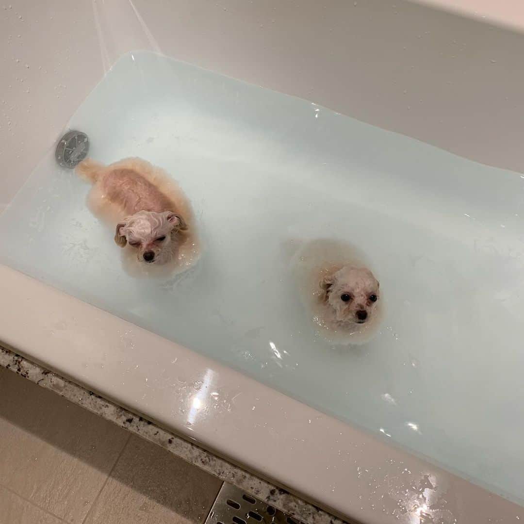 西川史子さんのインスタグラム写真 - (西川史子Instagram)「娘達の入浴。 こちらが汗だくでした。 終わって、スヤスヤ寝てます。 犬だけでこんなに大変なのに、 人間のお子さん育てている方にはどんなご苦労か、尊敬しかありません！」2月22日 21時59分 - dr.ayako_nishikawa