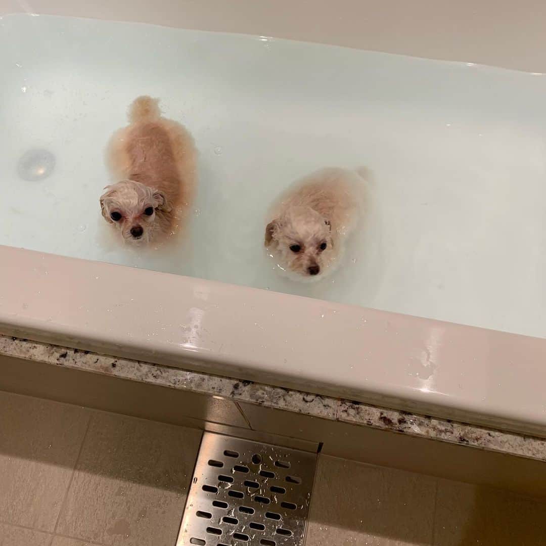 西川史子さんのインスタグラム写真 - (西川史子Instagram)「娘達の入浴。 こちらが汗だくでした。 終わって、スヤスヤ寝てます。 犬だけでこんなに大変なのに、 人間のお子さん育てている方にはどんなご苦労か、尊敬しかありません！」2月22日 21時59分 - dr.ayako_nishikawa
