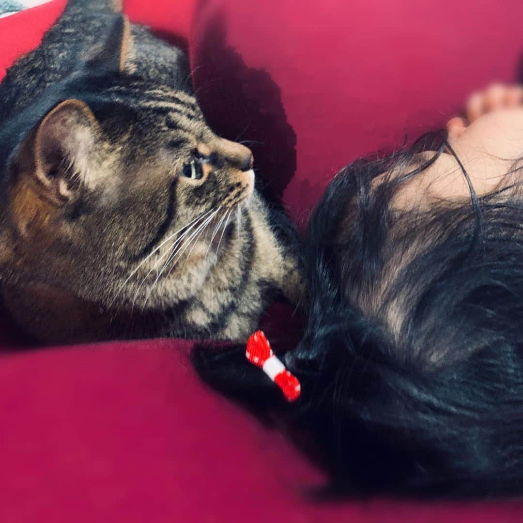 安枝瞳さんのインスタグラム写真 - (安枝瞳Instagram)「. #猫の日」2月22日 22時12分 - hitomiyasueda