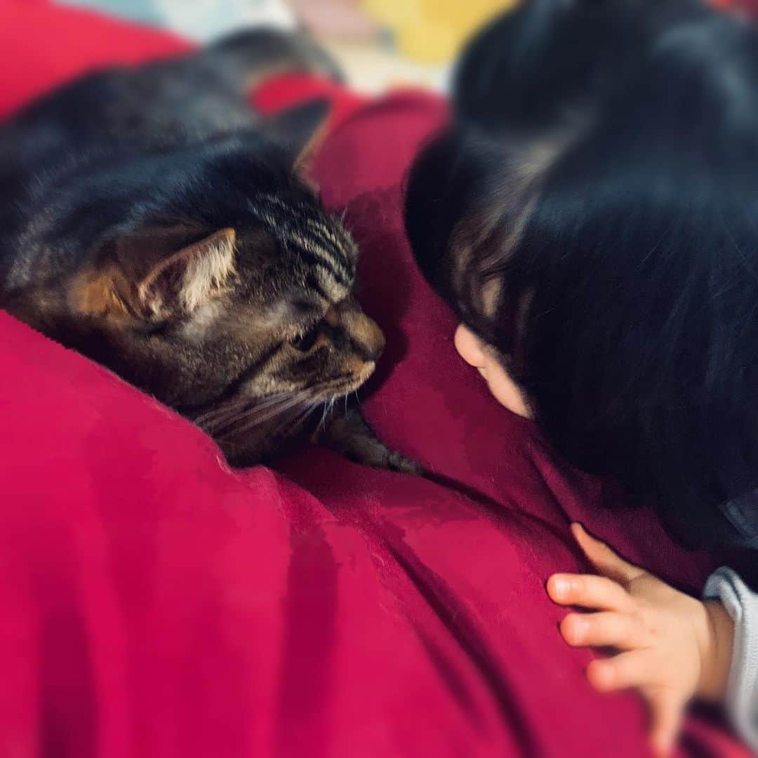 安枝瞳さんのインスタグラム写真 - (安枝瞳Instagram)「. #猫の日」2月22日 22時12分 - hitomiyasueda