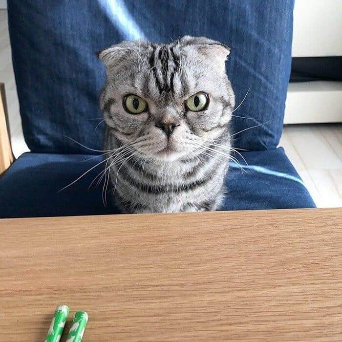 Shishi-maruのインスタグラム：「🐱ねこのきもちWEBMAGAZINE にて、猫エッセイが更新されました。たこ焼きの話です😆是非ご一読ください😸 【渋ネコししまるさん】#35 ｜ねこのきもちWEB MAGAZINE https://cat.benesse.ne.jp/lovecat/content/?id=65449 🐱My essay about Shishi-maru is serialized in a weekly magazine:) ーーーーーーーーーーーーー 🌺「渋ネコ ししまるさん」ねこのきもちWEB MAGAZINE にて毎週金曜日エッセイの連載中 ーーーーーーーーーーー 📕「ぷっちねこ。」「3匹のちいさな猫を召喚できたなら」「ちいさな猫を召喚できたなら」徳間書店より単行本発売中 ーーーーーーーーーーー ⭐︎ねこ漫画→@tacos_cat 🌺Twitter →@taco_emonemon ーーーーーーーーーーー」