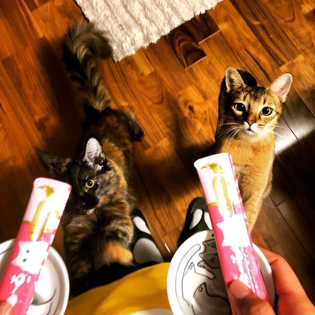 のインスタグラム：「猫にプレゼントを！🎁 大好きなチュールでご機嫌です！ #猫の日 #2月22日 #チャオチュール」